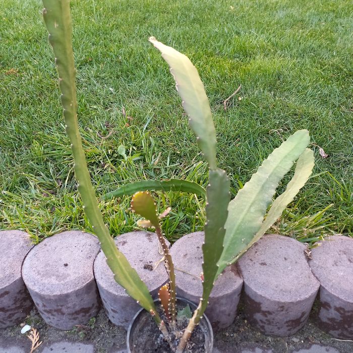 Епіфіллюм епіфіллум кактус