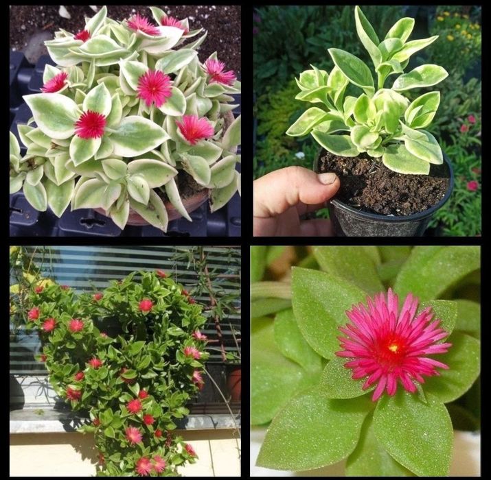 Аптения многолетние ампельное растение