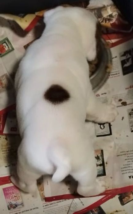 Bulldog Ingles Macho  c/Lop