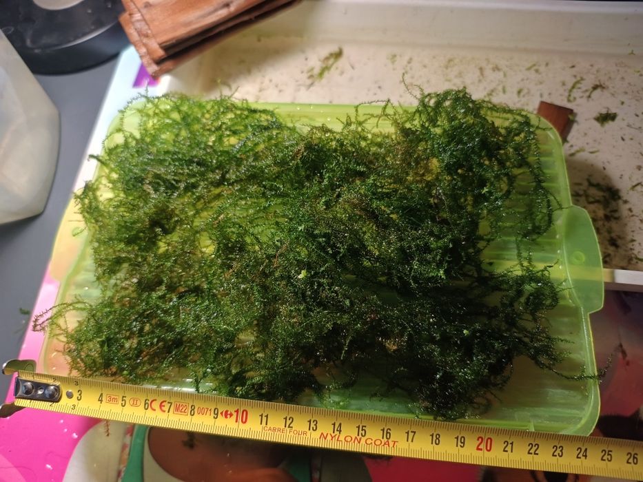 Mech Pilo moss mech.