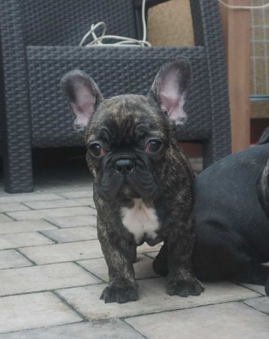 tygrysek suczka buldog francuski