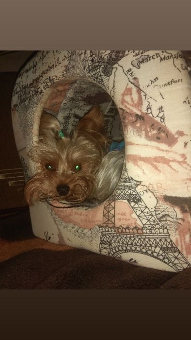 Вязка Йорка Кривой Рог