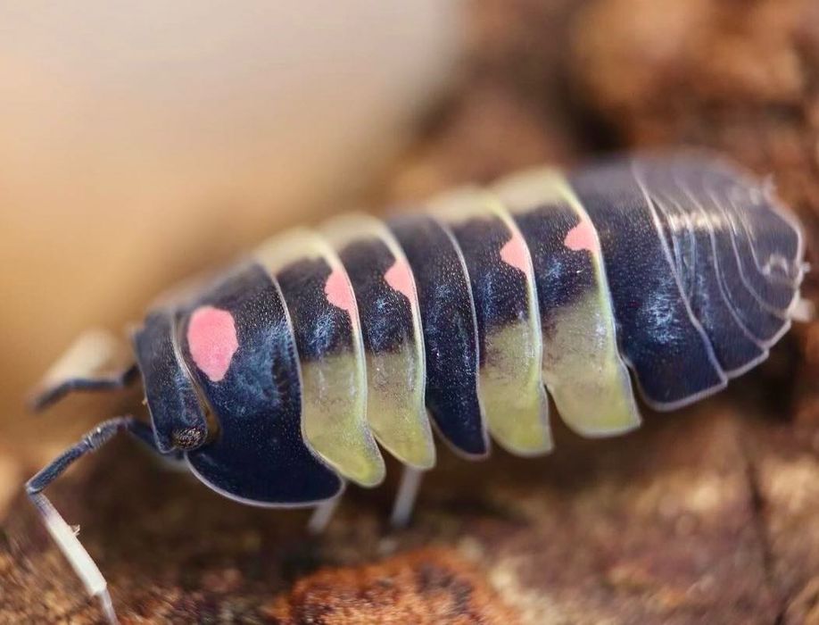 Merulanella PINK LAMBO isopod isopods kulanki równonogi ekipa skoczogo