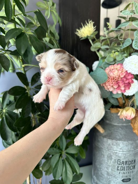 Chihuahua branco e merle menino pêlo longo.  Olhos verdes.