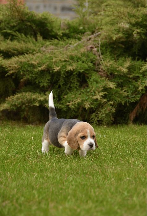 Перспективна для шоу дівчинка бігль