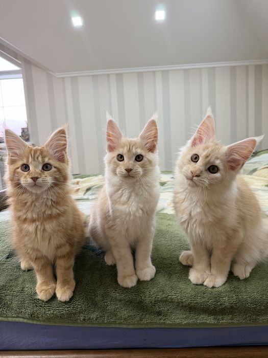 Кошенята Мейн Кун