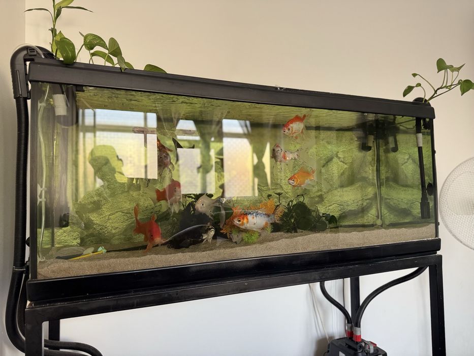 Aquario 200L  +  Estrutura em ferro