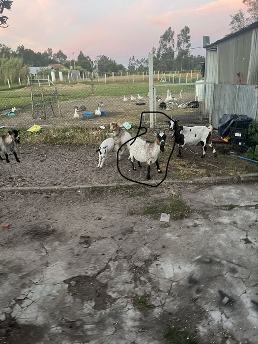 Cabras ana prenha