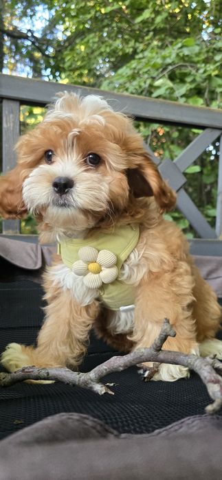 Cavapoo / chłopiec
