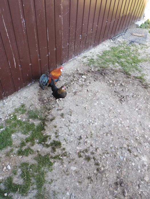Kury liliputki 2 kurki plus kogut