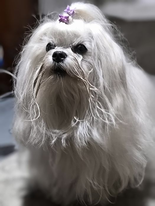 Хлопчик мальтезе КСУ в'язка