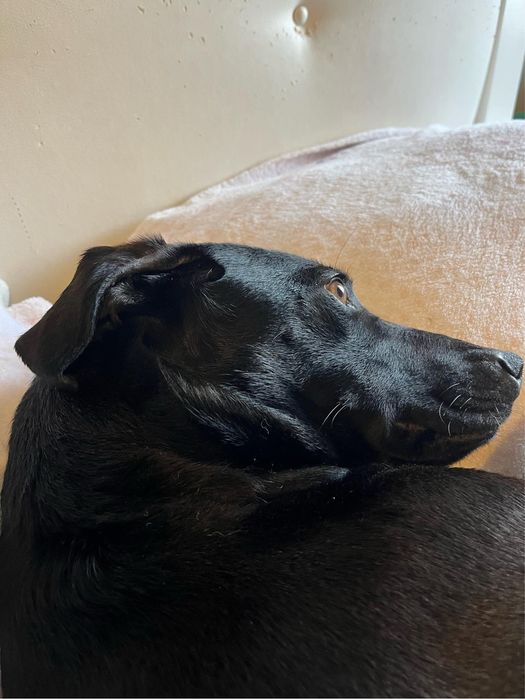 Adoçao Cadela 5 anos