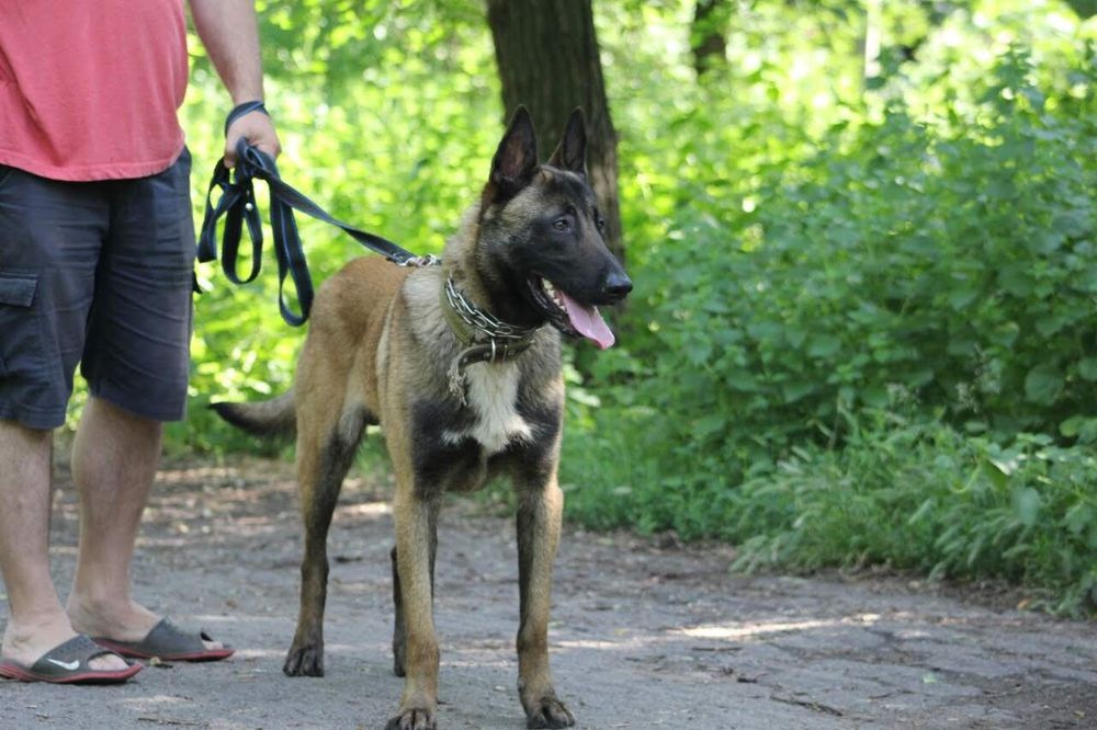 Вязка. Кобель Малинуа.