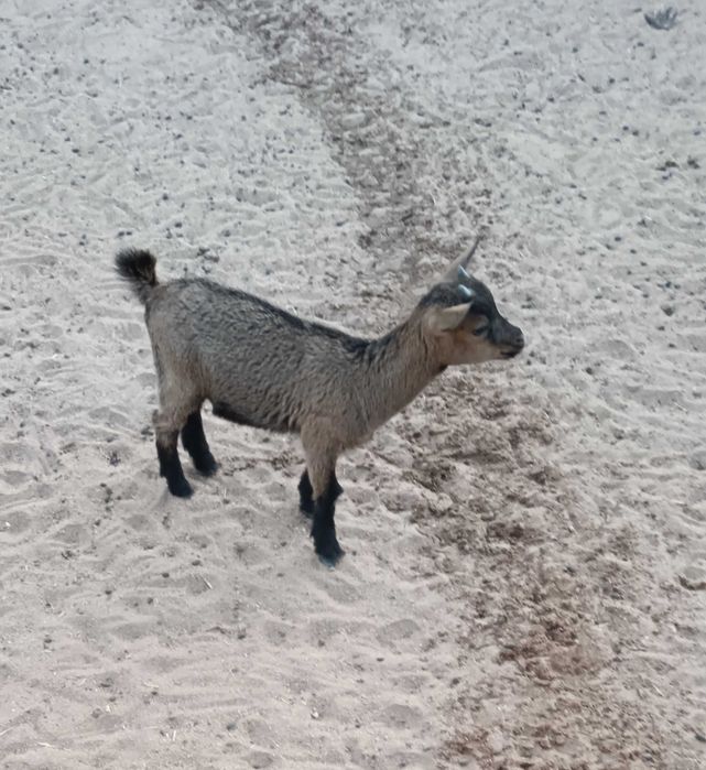 Vendo Cabritas Anãs