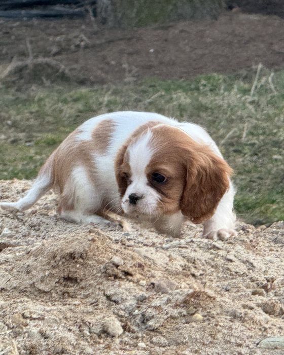 Cavalier King Charles spaniel suczka blenheim ruby z rodowodem