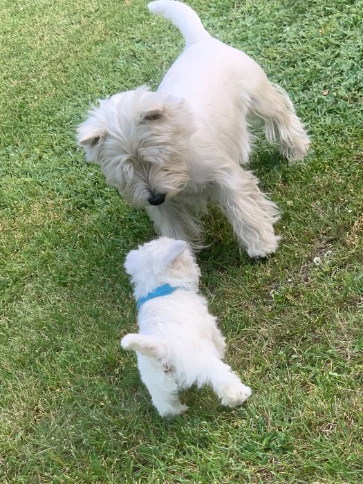 West Highland White Terrier szczenięta - piesek (hodowla ZKwP)