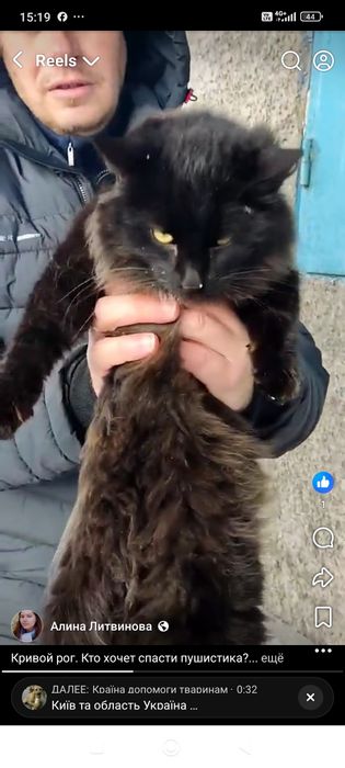 Котята черные пушистики. Кот. Кошка. Котенок даром. Бесплатно