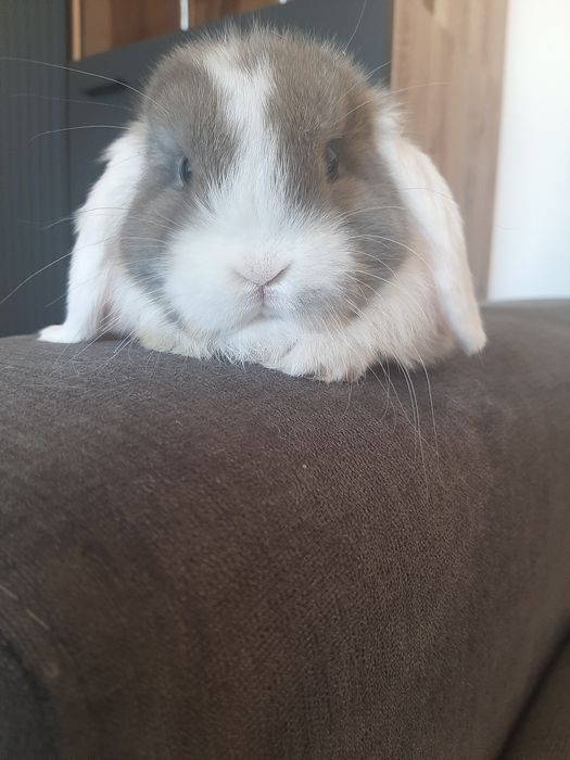 Króliki baranek miniaturka karzełek mini lop