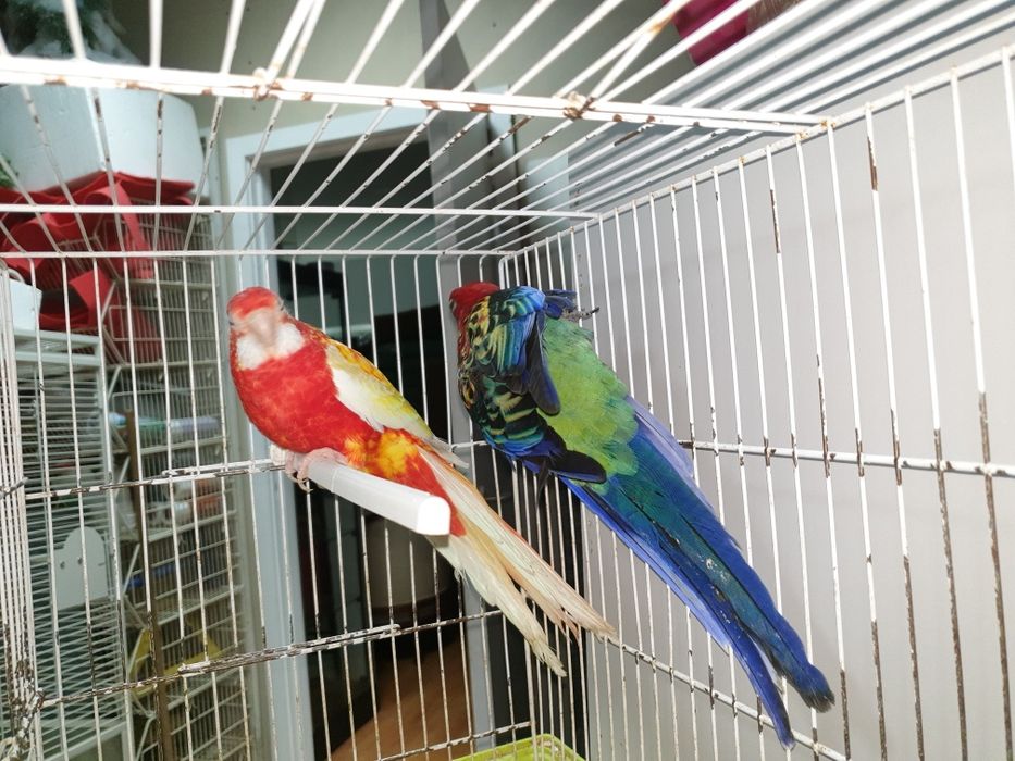 Roselias  vermelhas repordutores