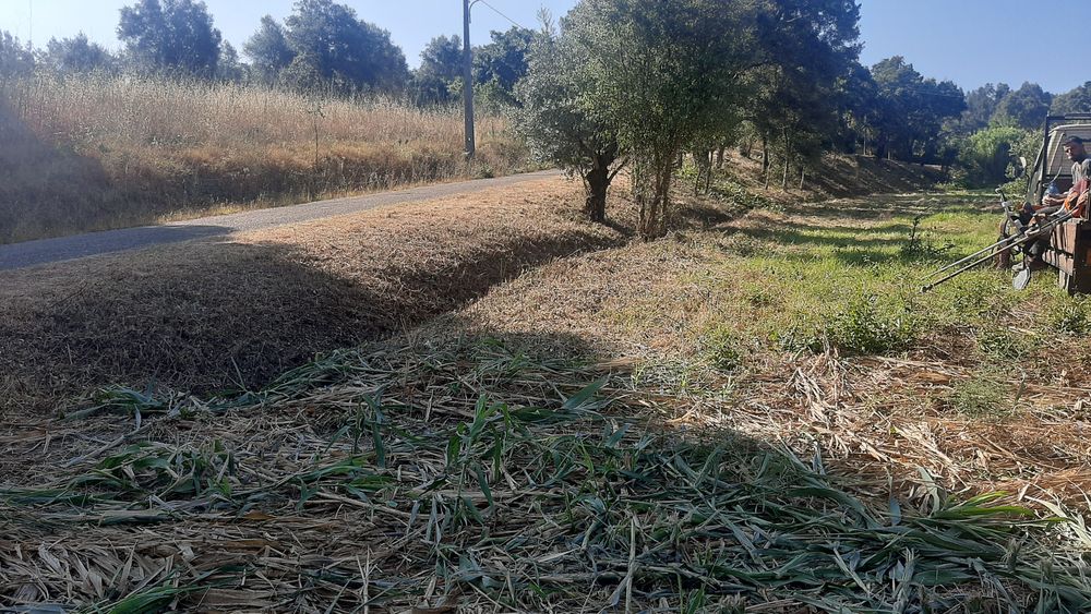 Trabalhoa silvicultura e jardinagem