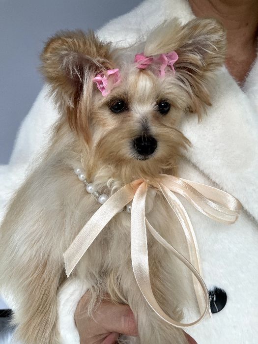 Помапу — Це не просто цуценята  це любов у формі собаки