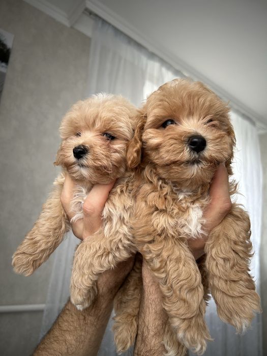 Мальтезе+пудель=мальтіпушечки