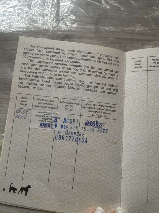 Шукає надійного господаря Джой