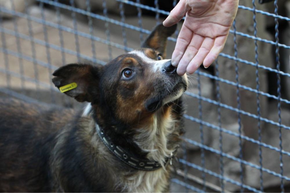 Шукаємо родину для песика!