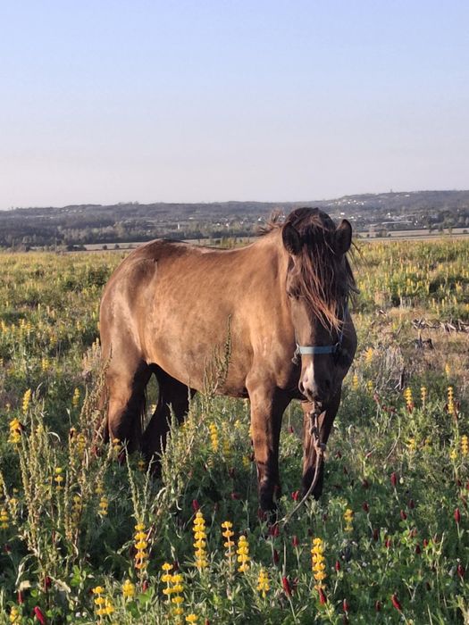 egua com quatro anos