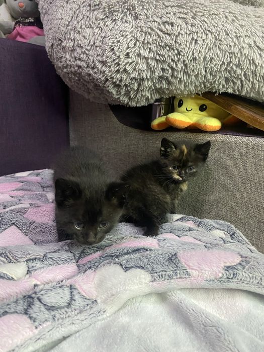 Котята в добрі руки