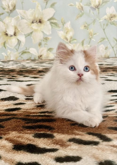 Синьоокий  шотландський красень