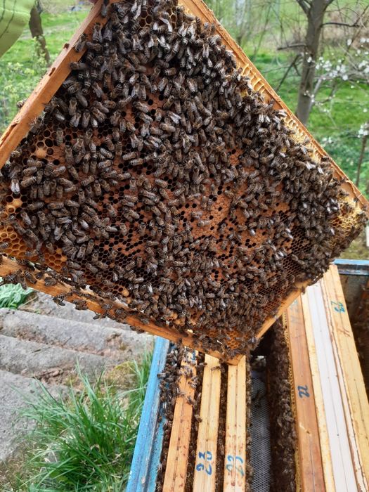 Sprzedam przezimowane rodziny pszczele