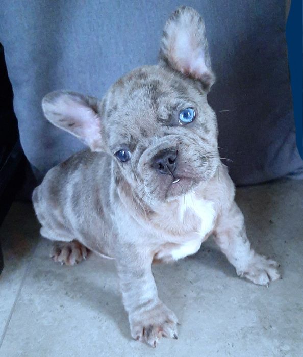 Buldog francuski mega szczenieta
