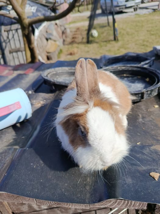 Królik miniaturka samica