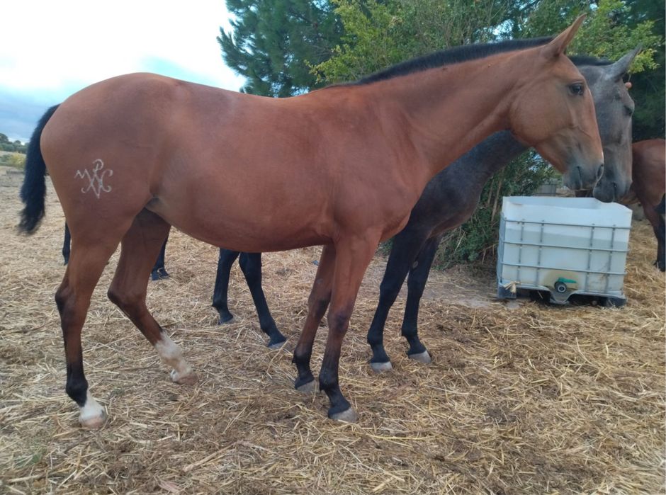 vendo poldra lusitana pura com 2 anos