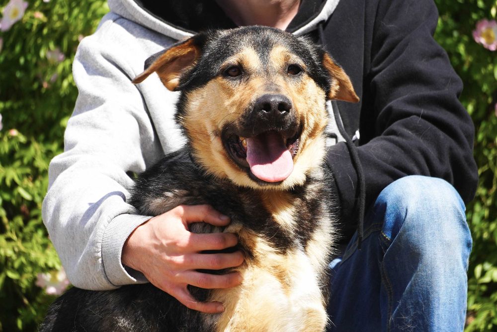 Bary - duży pies szuka domu