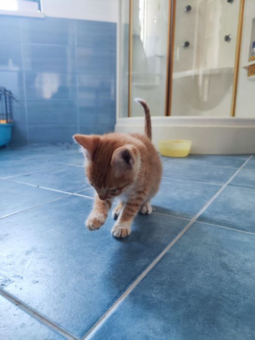 Dá-se os dois gatos pequenos laranja