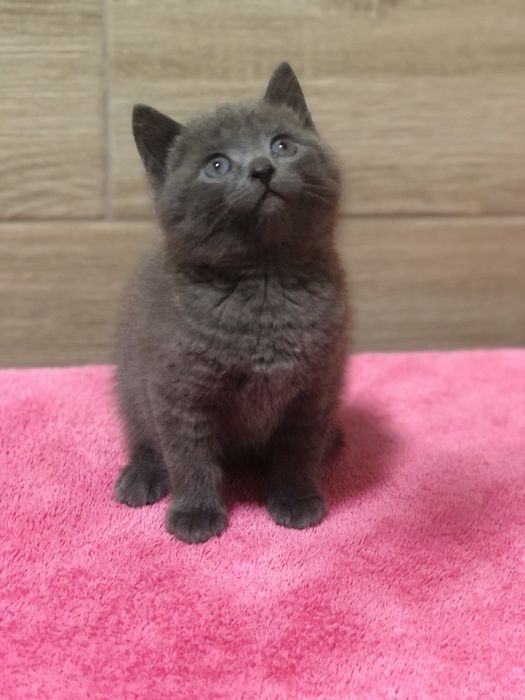 Британський хлопчик!