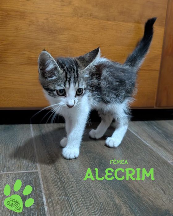 Alecrim, pronta para conquistar corações