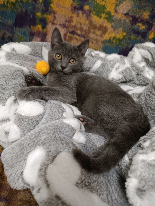 Кошеня. Кіт. Киця.