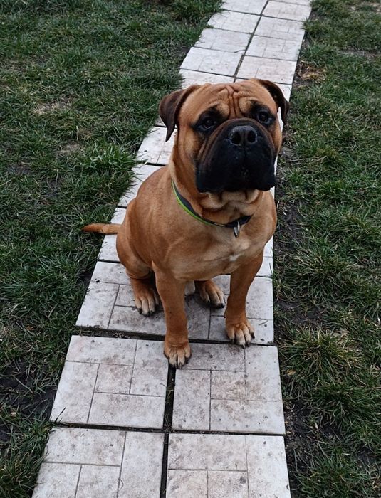 Бульмастиф від титулованих батьків