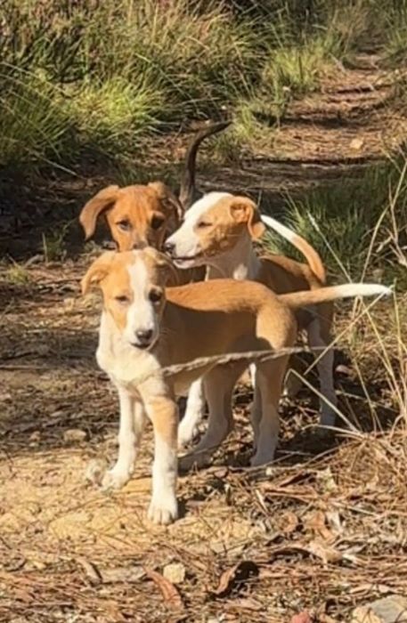 Cãeszinhos bebés para adoção
