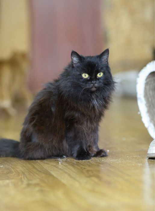 Пушистая девочка Шелби 2 года, ласковая кошечка милая кошка