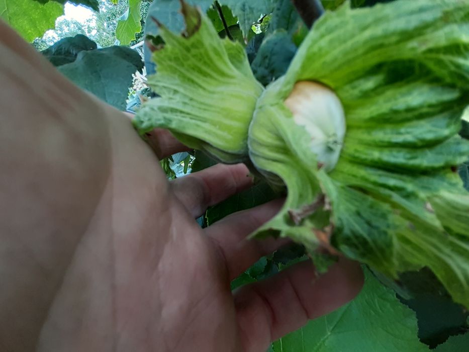 Саженцы фундука трапезунд , каталонский,косфорд,черкесский 2.