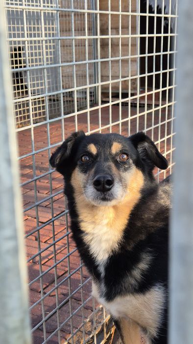 DAFI potrzebuje POMOCY !