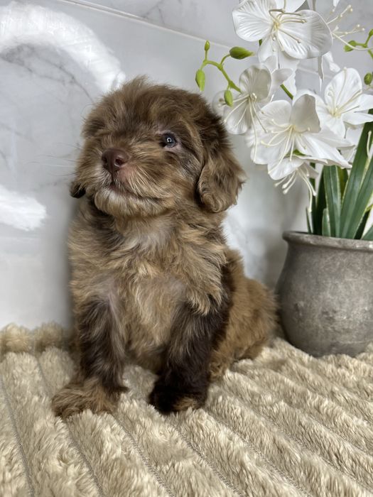 Люксові пудельки щоколад і щоколадний мерле