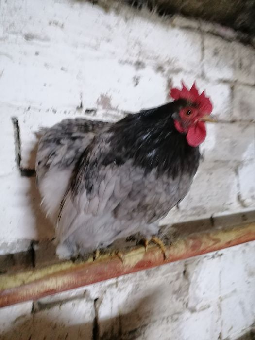 Kogut kochin miniaturowy 2 szt