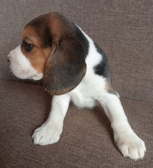 Beagle szczeniak