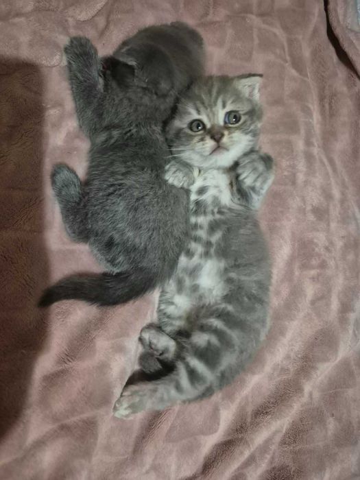 Продам шотландських кошенят, скоттиш страйт.
