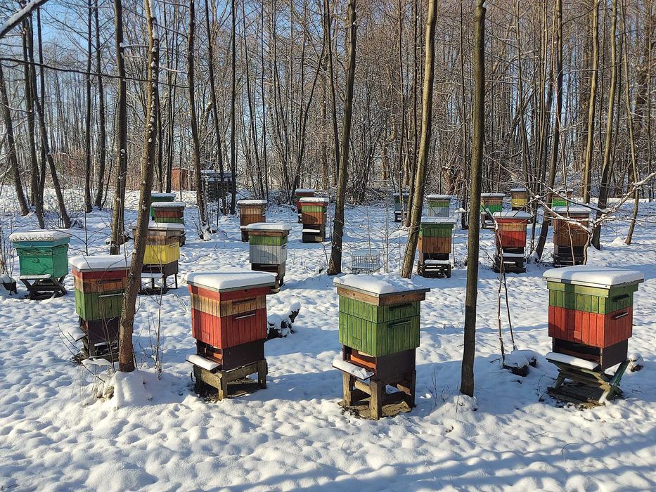 5 rodzin pszczelich z ulami sprzedam